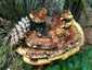 Fenyő-likacsosgomba (Phaeolus schweinitzii), Zemplén